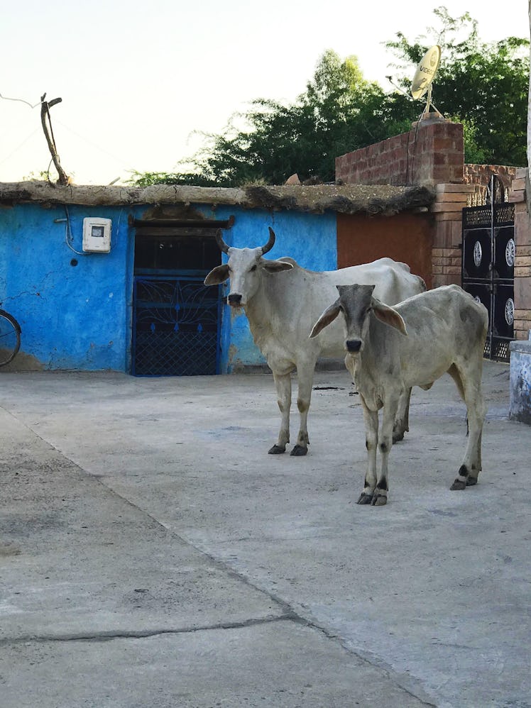 India_Cows.jpg