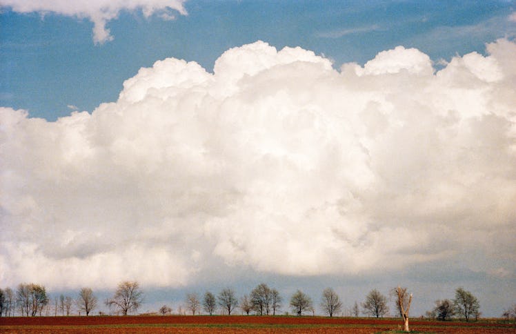 Photographed landscape with a field and trees in the background 