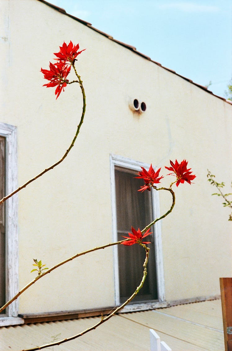 Branches with red flowers on them 