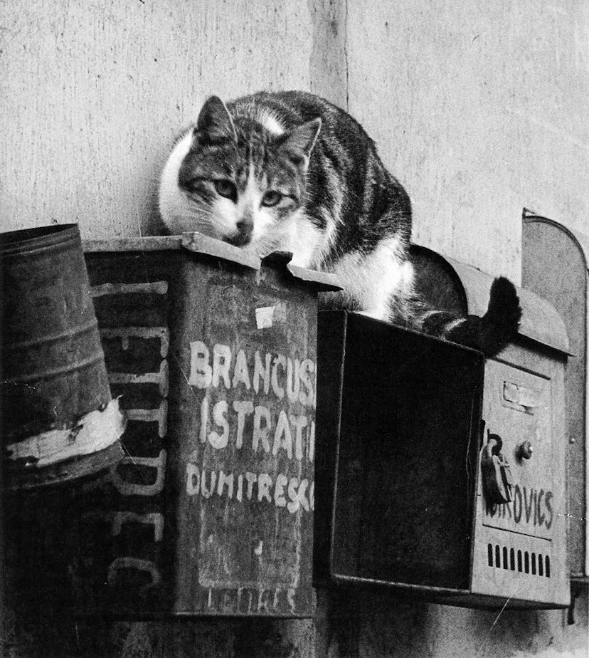 A cat lying on sheet-metal mailboxes at the Impasse in black and white
