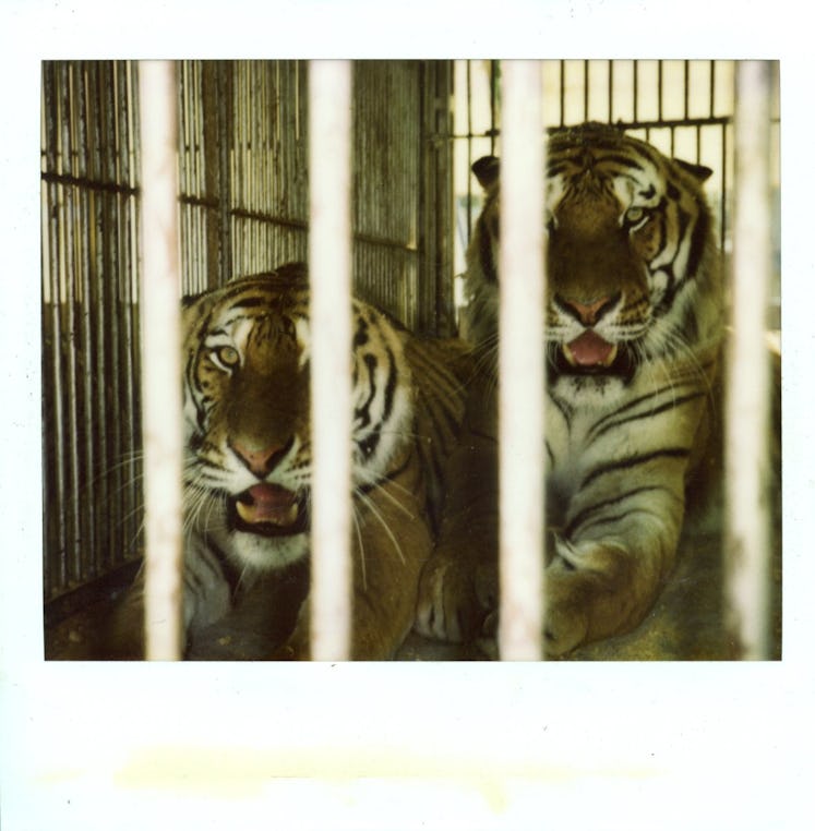 Happy Massee’s Polaroid of two caged tigers from his book 'Diary of a Set Designer'