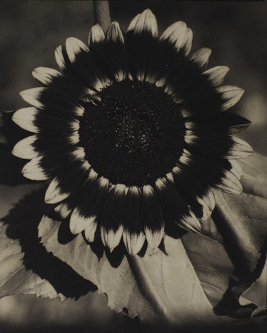 “A Bee on a Sunflower” photo taken by Edward Steichen
