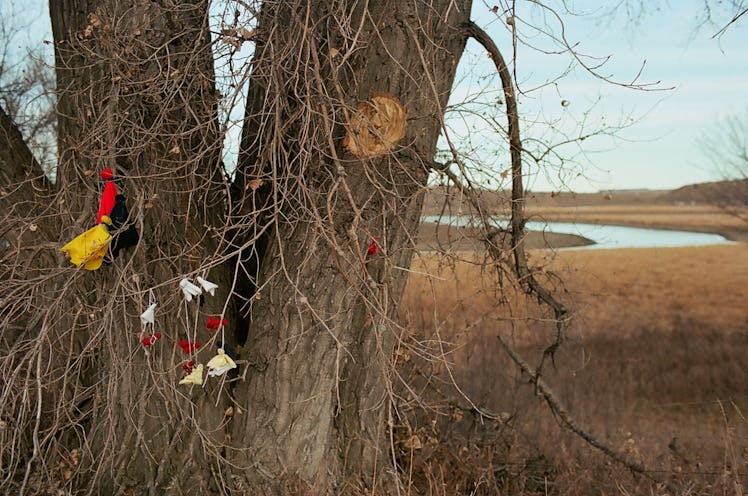 A tree near the lake at the Oceti Sakowin camp near the Standing Rock reservation