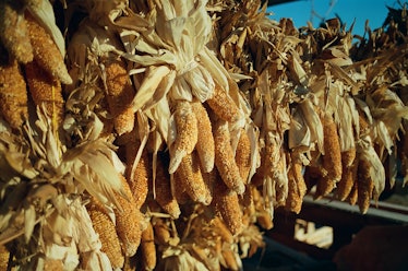 Corn hanging at the Oceti Sakowin camp near the Standing Rock reservation