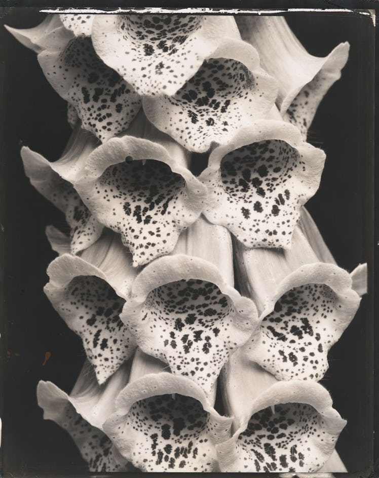 Edward Steichen, *Foxgloves, France*, (1925). Whitney Museum of American Art, New York; Permission o...