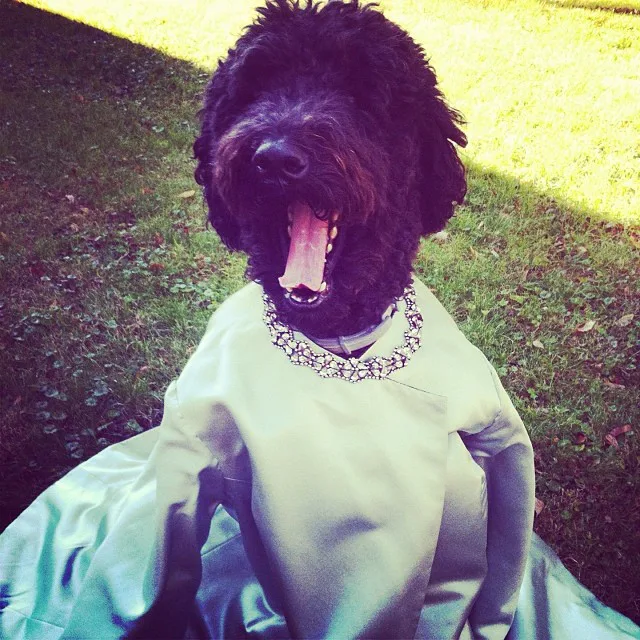 10 Pets Who Have a Handle