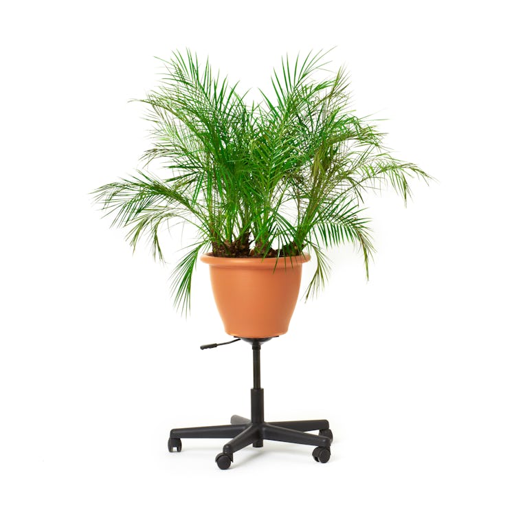 Lizzie Fitch’s office planter