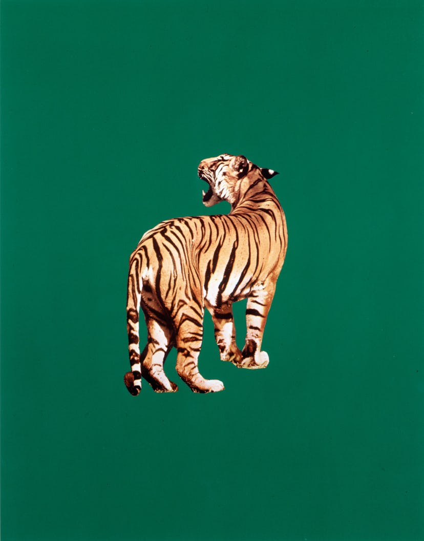 Sarah Charlesworth Tiger