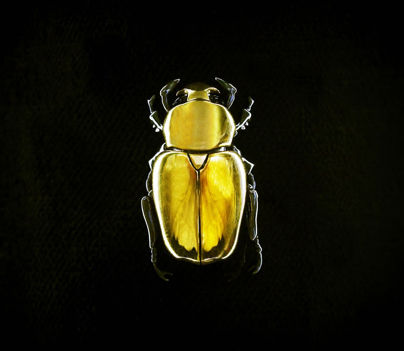 Shaun Leane Gold Beetle Brooch