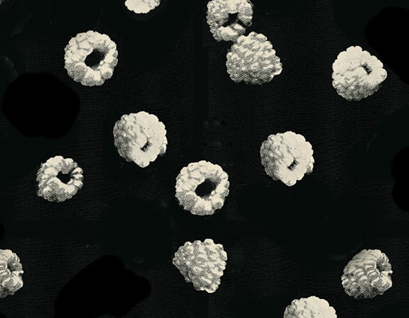 Band of Outsiders FW14 Raspberries print