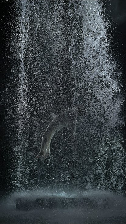 Bill Viola’s Tristan’s Ascension