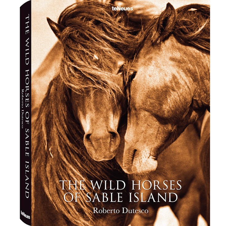 The Wild Horses of Sable Island