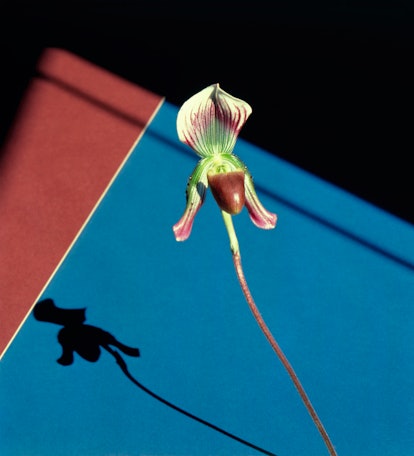 Mapplethorpe’s Orchid
