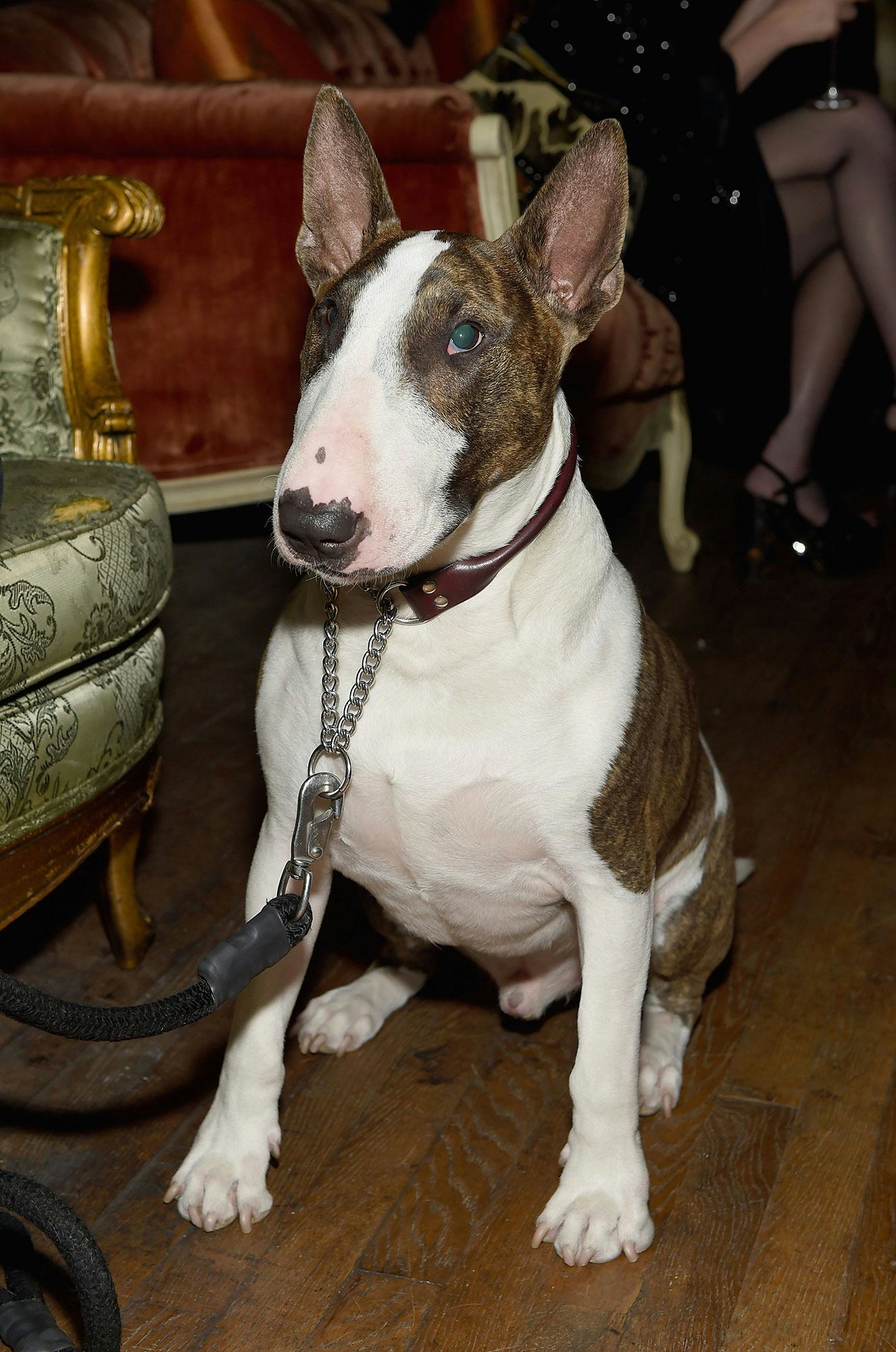 Marc jacobs bull hot sale terrier shoes