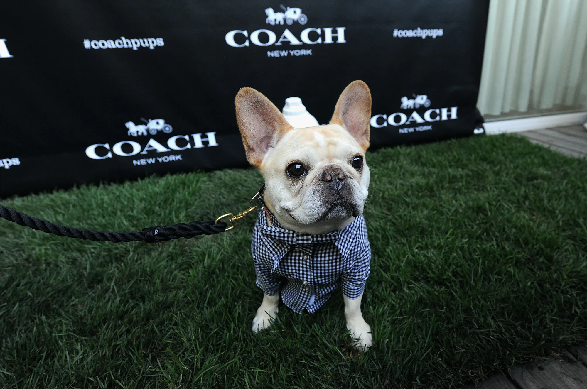 coach dog clothes
