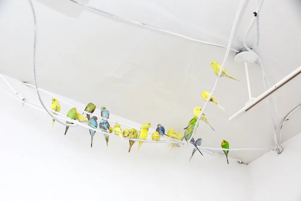 For The Birds