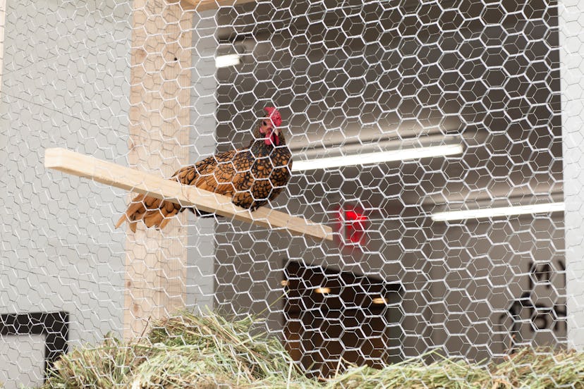 Bill Beckley's Rooster Bed Lying