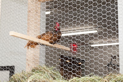 Bill Beckley's Rooster Bed Lying