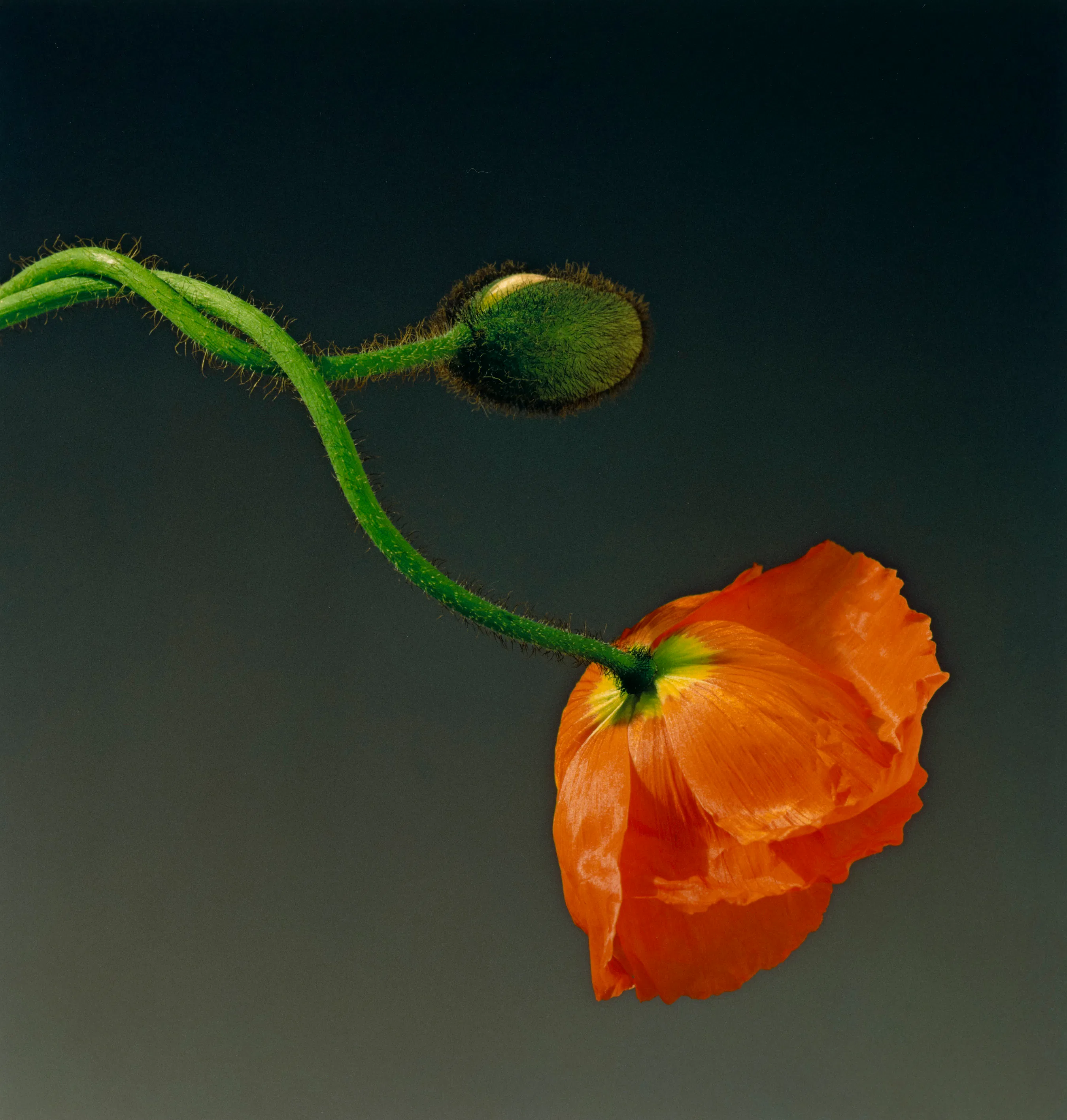 Photos: Double Vision: 2 Los Angeles Museums Explore Mapplethorpe