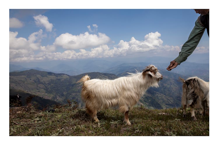 Goat on Mt. Gobre