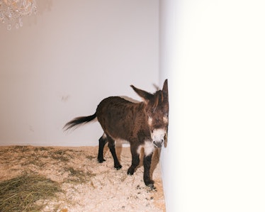 Maurizio Cattelan Frieze New York 2016