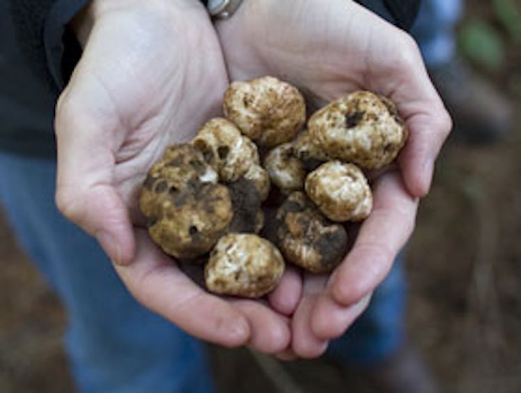 blog_truffles_closeup.jpg