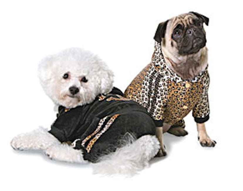 faar_cavalli_dogs_01_v.jpg