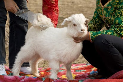 blog_babycashmere_comb.jpg
