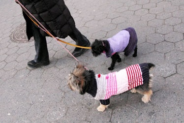 blog_dogcoats_duo2.jpg