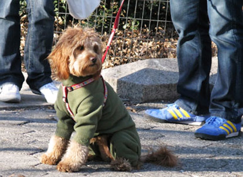 blog_dogcoats_forestgreen.jpg
