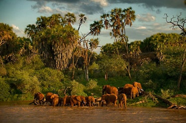 blog-elephant-watch-camp-africa-01.jpg