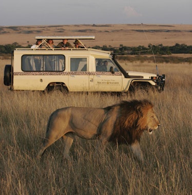 blog-Micato-Safaris-vehicle-and-lion.jpg