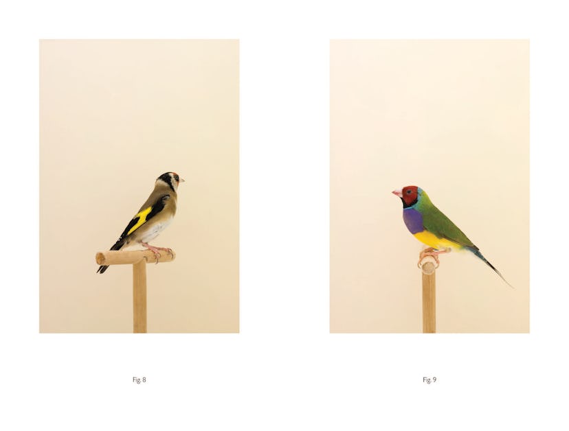 Luke Stephenson An Incomplete Dictionary of Show Birds