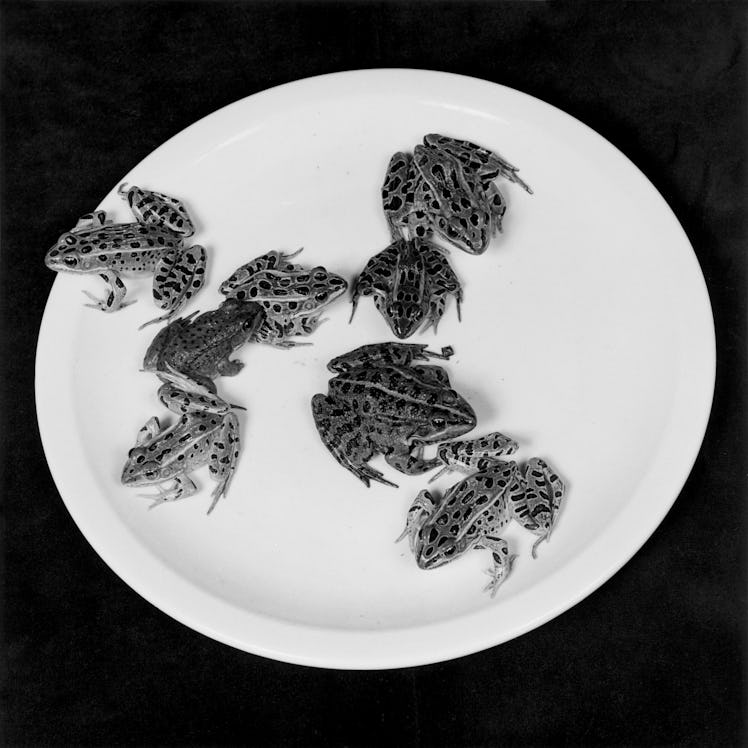 Robert Mapplethorpe, Frogs, 1984.jpg