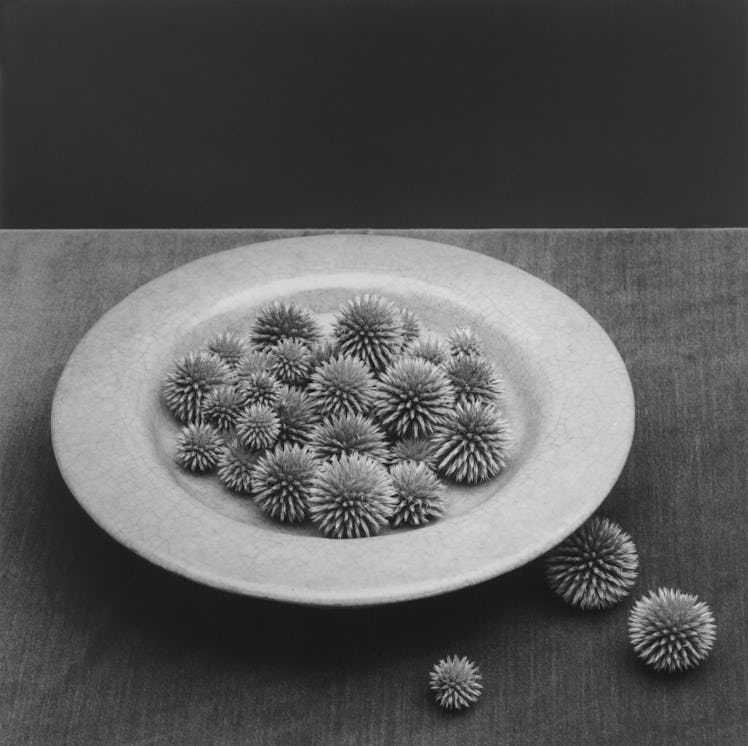 Robert Mapplethorpe, Pods, 1985.jpg