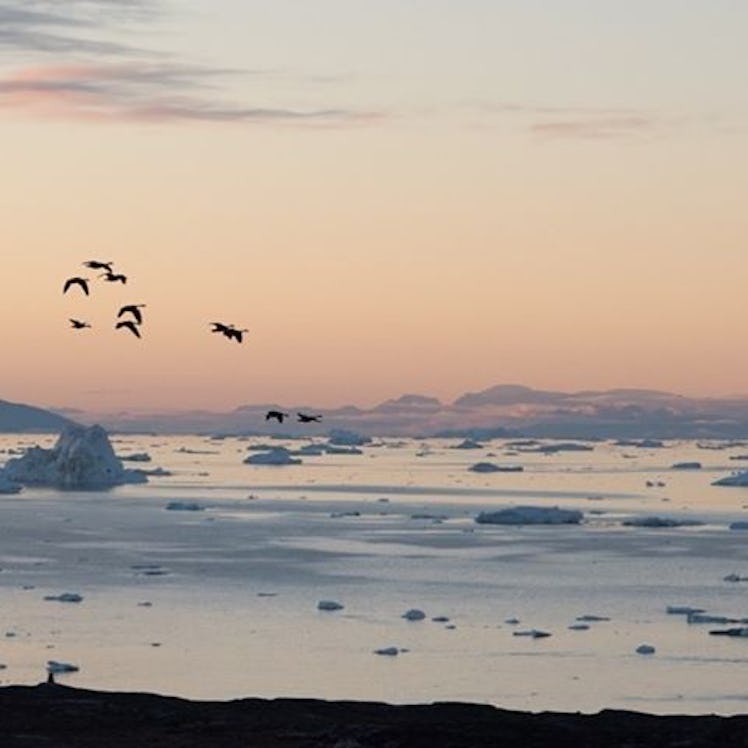 Birds flying over sea at the coast of Ilulissat village in Greenland