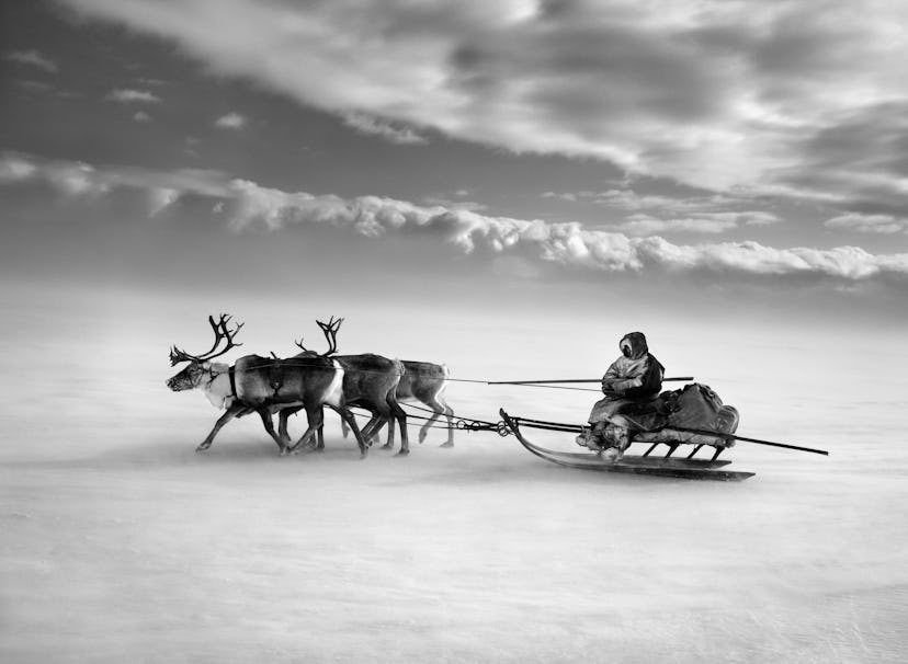 In Nenets, Yamal Peninsula, Siberia, Russia, a man sitting inside a sled pulled by reindeer.