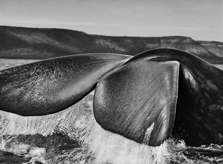 A close-up of the tail of a Southern right whale in Valdes Peninsula, Argentina