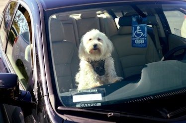 A dog sitting alone in the car in Calabasas.