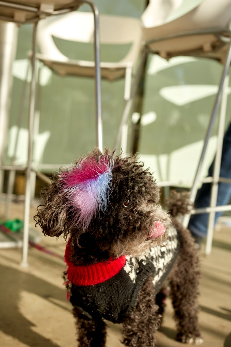 A little dog in Calabasas wearing a sweater with a houndstooth pattern and a ribbon with pink, blue,...
