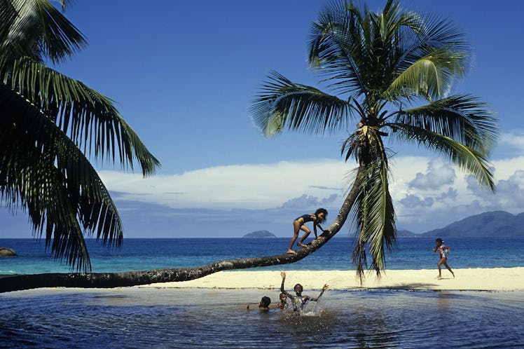 Children Playing On a Coconut Tree