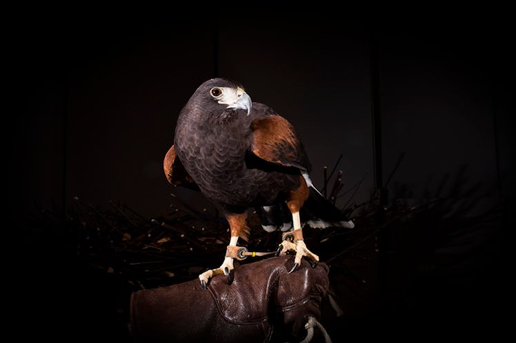 Harris’s Hawk named Paula at the 2017 Tribeca Ball at the New York Academy of Art