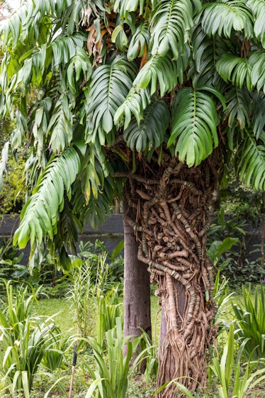 A Monstera plant twined around a large tree in Fernanda Feitosa's garden 