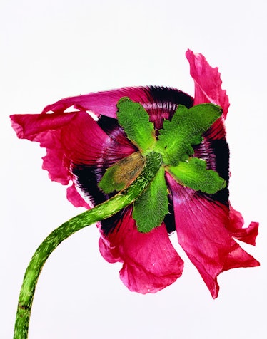Single Oriental Poppy (B).jpg