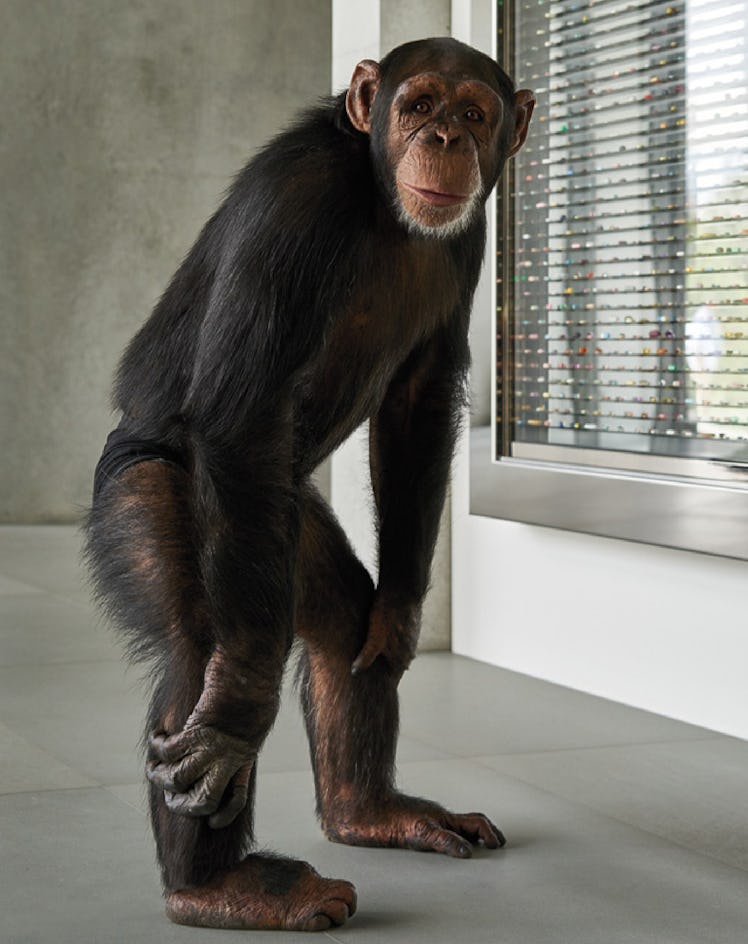 Chimpanzee Eli standing next to a window by Alex Israel