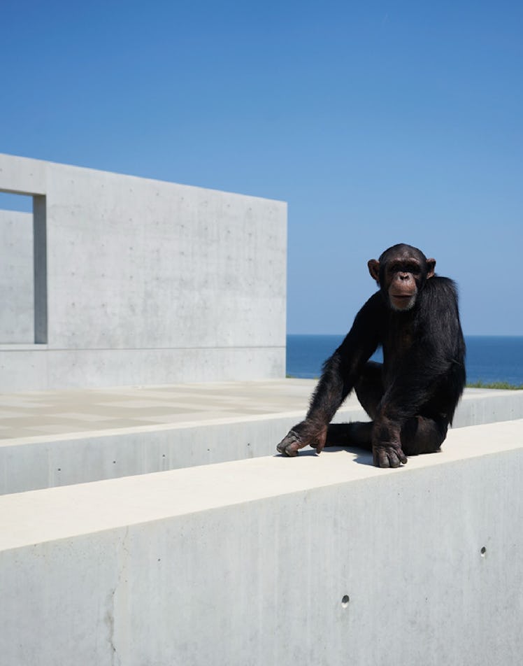 Chimpanzee Eli sitting on a short concrete wall  by Alex Israel