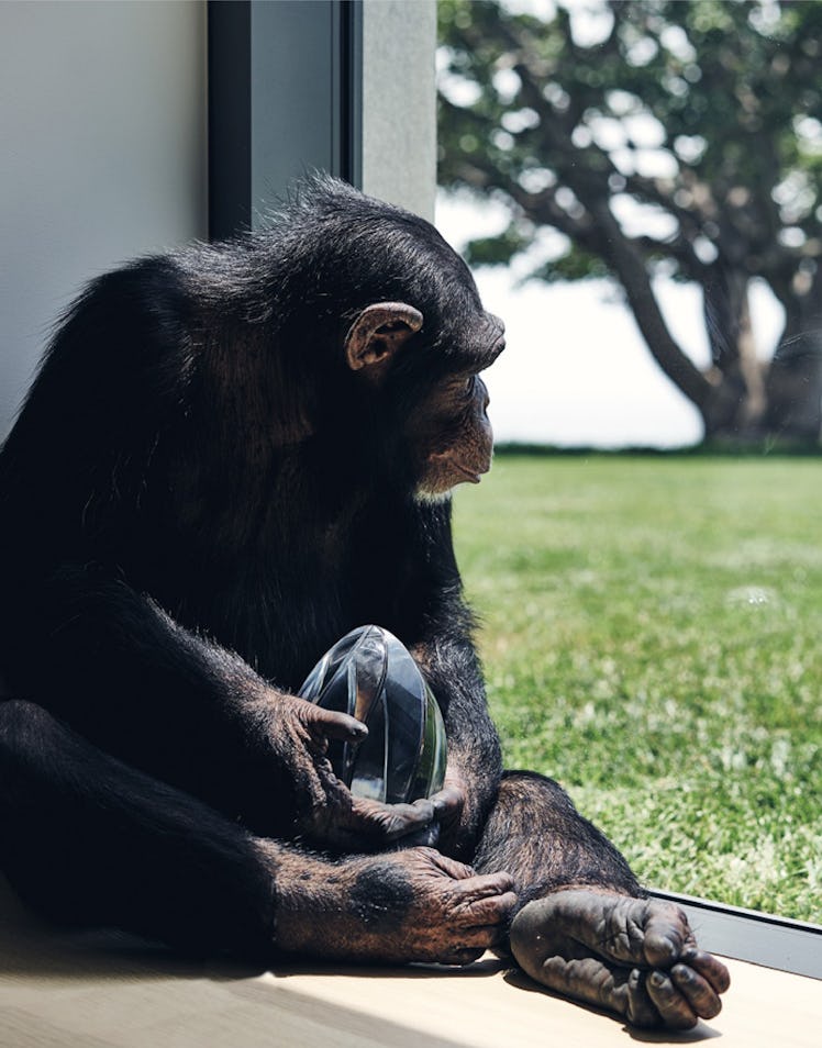 Chimpanzee Eli sitting and looking through a window while holding the Risky Business ornament by Ale...