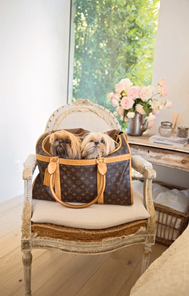 8 Photos of the Cutest Dogs In the Chicest Homes