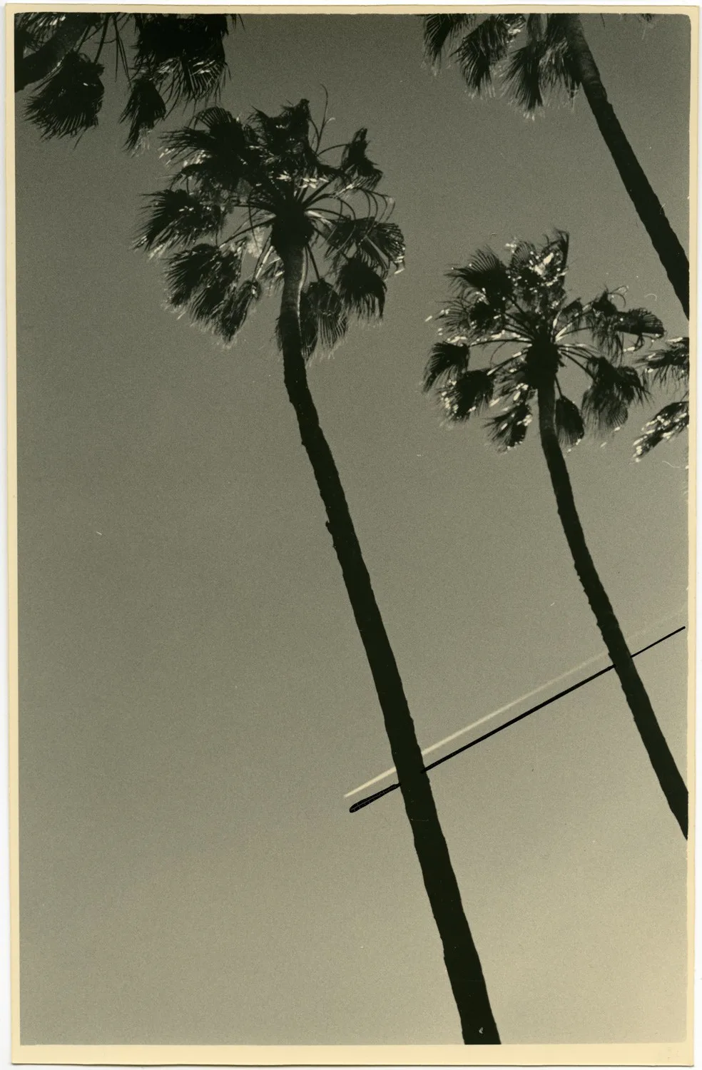 A Brief History of the Palm Tree In Modern Art