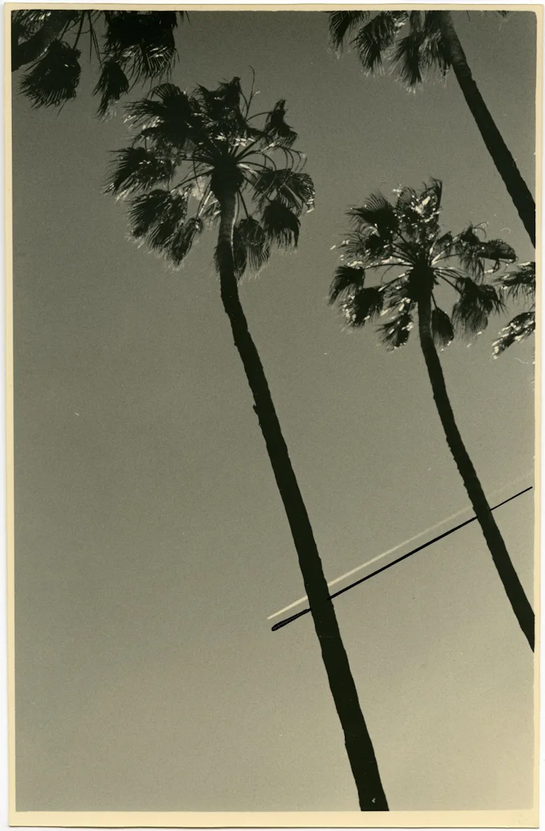 Palm Tree Renaissance A Brief History of the Palm Tree In Modern Art